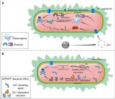 Nanomaterial-Based Zinc Ion Interference Therapy to Combat Bacterial Infections